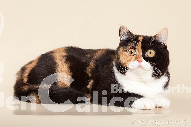 5264_378341855612395_1946338335_n