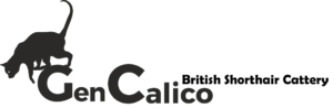 GenCalico - British shorthair cattery